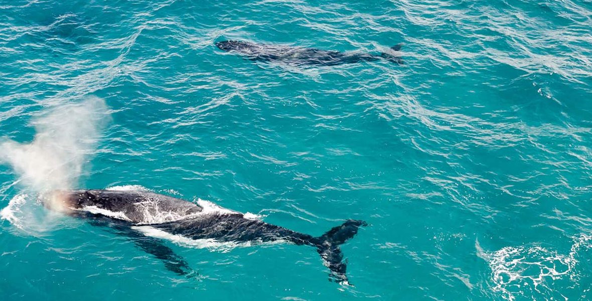 Humpback Watching