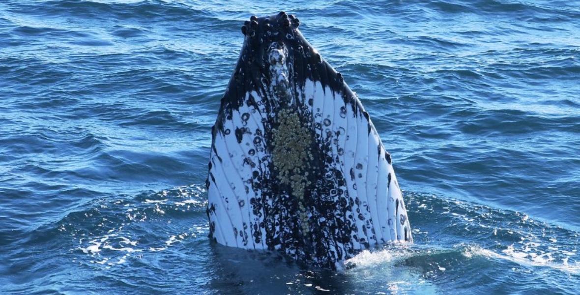Humpback Watching