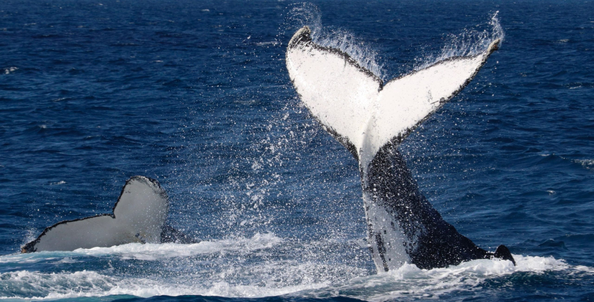 Whale Watching