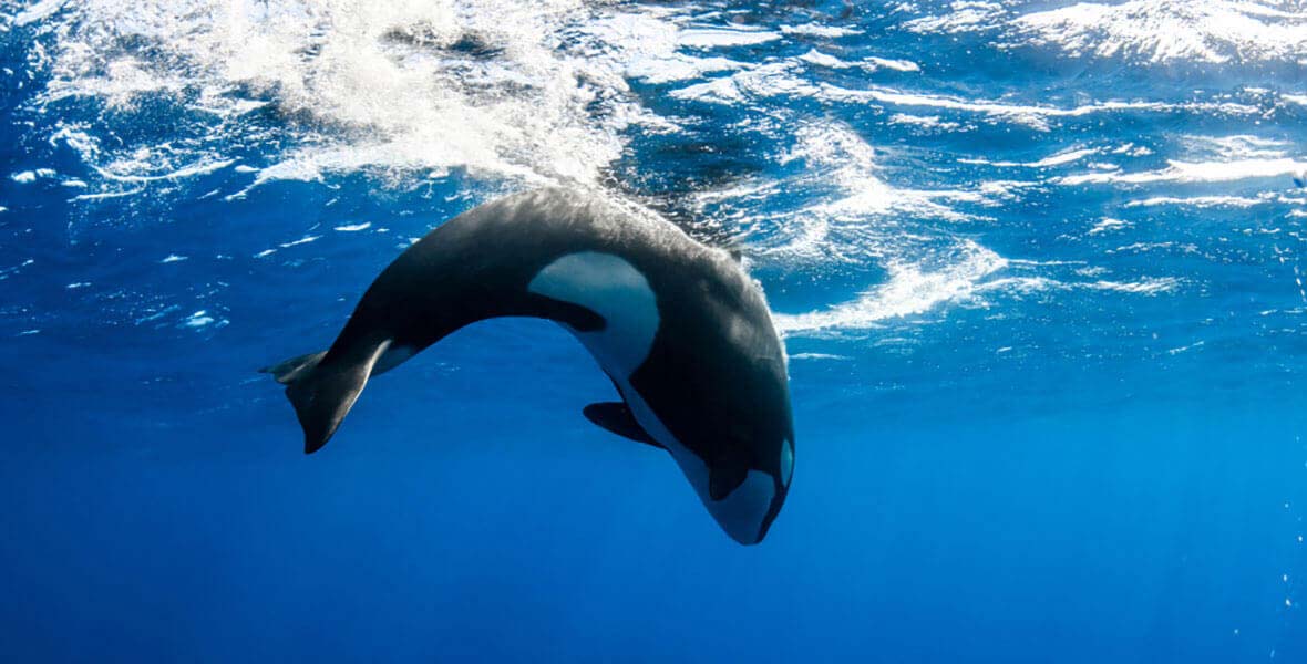 Orca