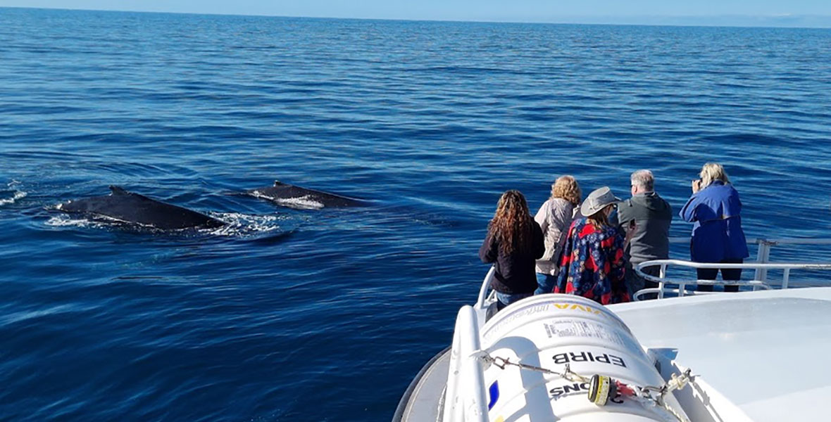 Humpback Watching