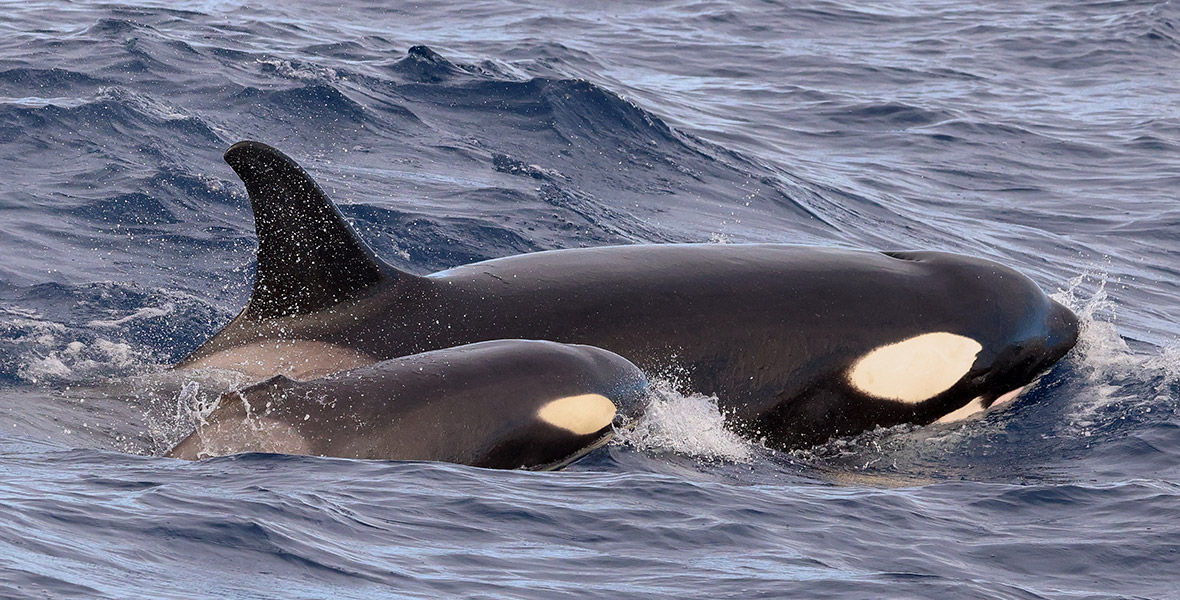 Whale Watching